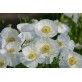 544150-papaver-rhoeas-bridal-silk