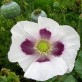 544615-papaver-somniferum-blue-moon