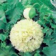 544650-papaver-somniferum-cream-paeony