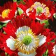 544700-papaver-somniferum-danish-flag-victoria-cross