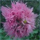 544840-papaver-somniferum-lilac-pompom
