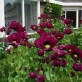 544920-papaver-somniferum-purple-pleasure-lauren-grape