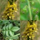 572150-agrimonia-eupatoria