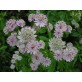 575950-astrantia-major