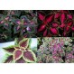 642400-coleus-hybridus-improved-rainbow-mixed