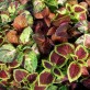 642420-coleus-hybridus-wizard-collectie