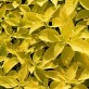 642422-coleus-hybridus-wizard-golden