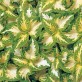 642424-coleus-hybridus-wizard-jade