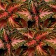 642430-coleus-hybridus-wizard-pink-coral-sunrise