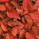 642445-coleus-hybridus-wizard-sunset