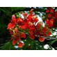 643300-delonix-regia