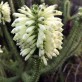 643385-erica-sessiliflora