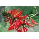 643500-erythrina-indica