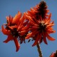 643510-erythrina-lysistemon