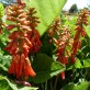 643520-erythrina-zeyheri