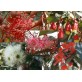 643594-eucalyptus-flowering-mix