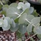 643650-eucalyptus-cinerea