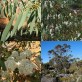 643690-eucalyptus-coccifera