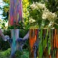 643720-eucalyptus-deglupta