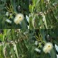 643800-eucalyptus-globulus