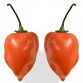 207730-peper-ajoema-type-orange-habanero-orange