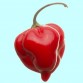 207752-peper-ajoema-type-red-savina-habanero-red-savina-avenir