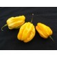 207800-peper-ajoema-type-yellow-habanero-lemon