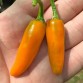 207857-peper-amarillo-costeno