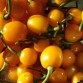 207875-peper-arari-bode-amarela