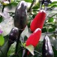 207880-peper-aussie-black