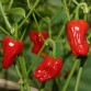 207925-peper-big-jamaican-jamaican-red