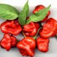 207930-peper-bishop-crown