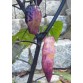 207947-peper-black-ruby