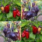 207948-peper-black-scorpion-tongue