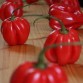 207962-peper-boyra-habanero-vermehla
