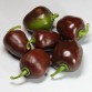 207965-peper-brown-egg