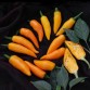 207980-peper-bulgarian-carrot