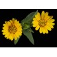 510190-calendula-arvensis