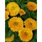 510460-calendula-officinalis-fl-pl-ball-golden