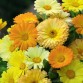 510480-calendula-officinalis-fl-pl-daisy-mixed-fruit-twist