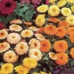 510500-calendula-officinalis-gitana-fiesta-gitana