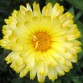 510658-calendula-officinalis-fl-pl-lemon-beauty