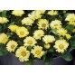 510660-calendula-officinalis-nana-lemon-daisy-yellow-gem