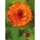 510680-calendula-officinalis-fl-pl-neon