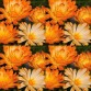 510690-calendula-officinalis-fl-pl-oopsy-daisy