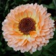 510720-calendula-officinalis-fl-pl-pink-surprise