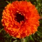510740-calendula-officinalis-fl-pl-red-with-black-centre