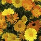 510743-calendula-officinalis-fl-pl-simplicity