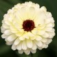 510745-calendula-officinalis-fl-pl-snow-princess