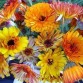 510750-calendula-officinalis-fl-pl-superior-cut-flower-mixture